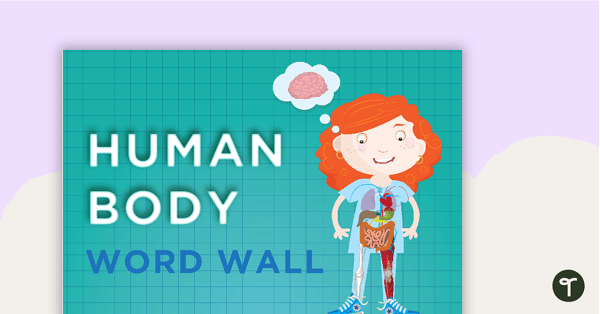 Muscular System Word Wall Vocabulary teaching resource