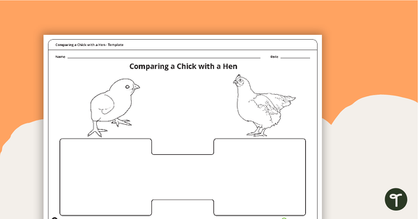 Comparing a Chick with a Hen Template teaching resource