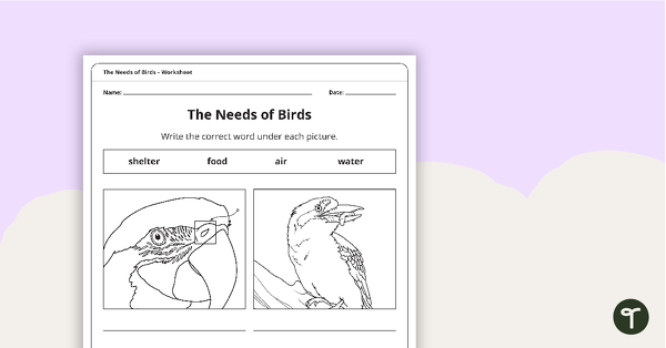 The Needs of Birds – Worksheet teaching resource