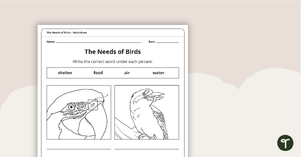 The Needs of Birds – Worksheet teaching resource