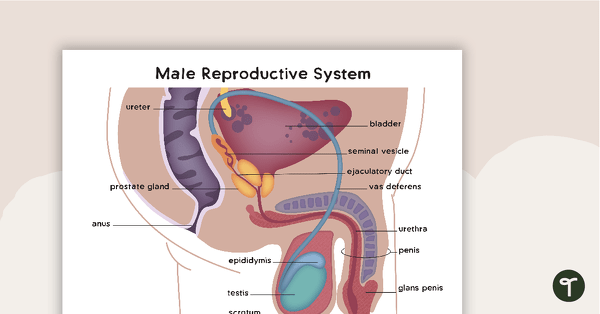 Male and Female Reproductive Systems teaching resource
