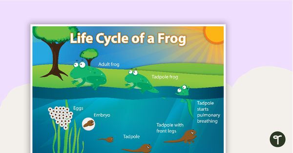 Life Cycle of a Frog teaching resource