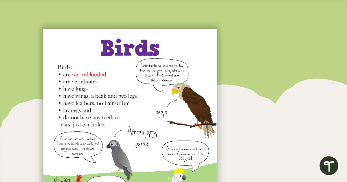 Animal Classification Poster — Birds teaching resource