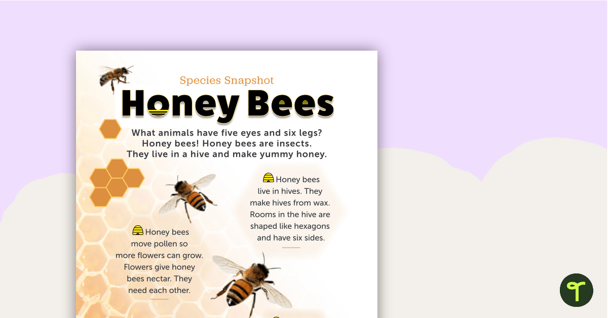 Species Snapshot Worksheet - Honey Bees teaching resource
