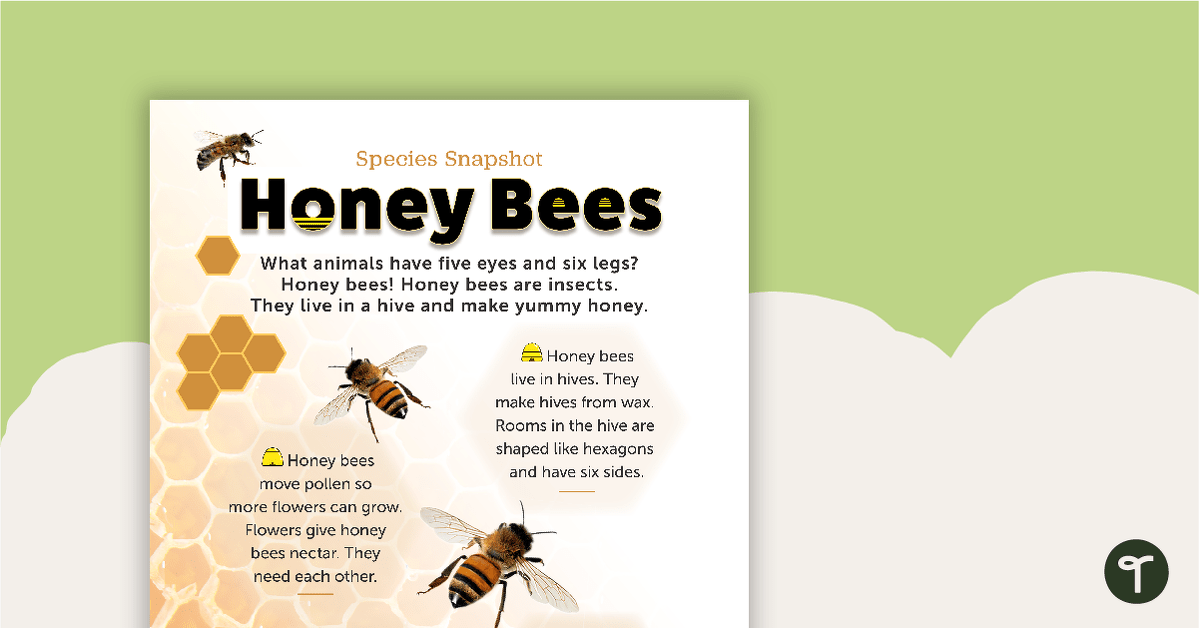 物种快照工作表的预览图像 - 蜜蜂 - 教学资源