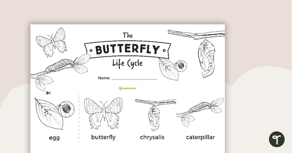 The Butterfly Life Cycle Sentence Strips teaching resource
