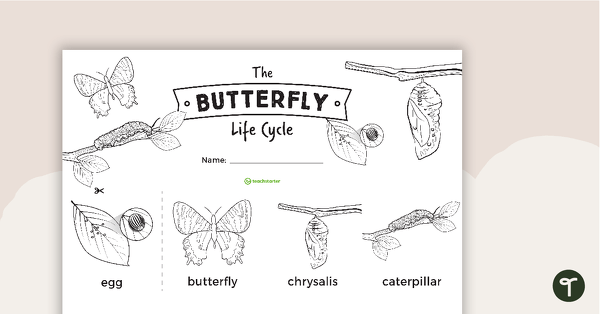 Go to The Butterfly Life Cycle Sentence Strips teaching resource