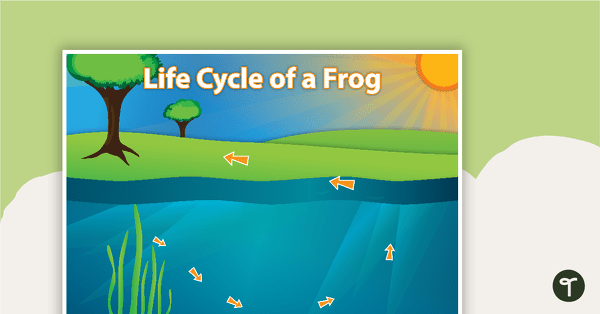 Go to Frog Life Cycle Sort teaching resource
