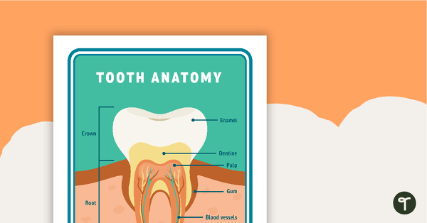 Tooth Anatomy Posters teaching resource