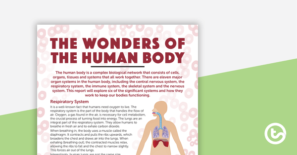 Preview image for The Wonders of the Human Body – Worksheet - teaching resource
