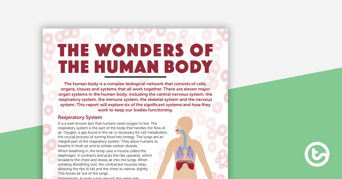 The Wonders of the Human Body – Worksheet teaching resource