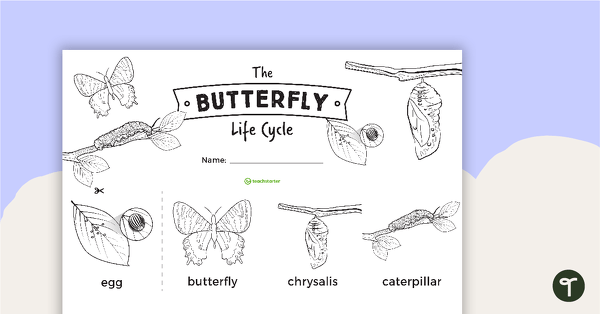 The Butterfly Life Cycle Sentence Strips teaching resource