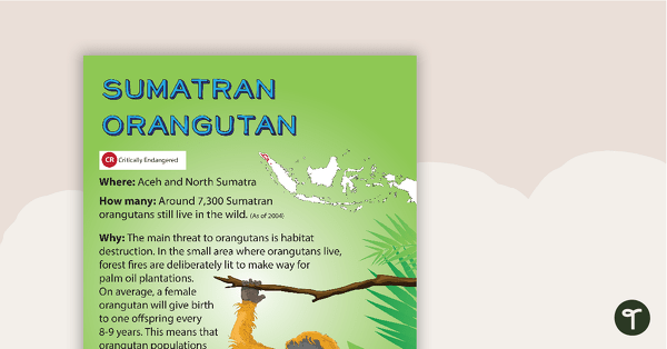 Sumatran Orangutan Endangered Animal Poster teaching resource