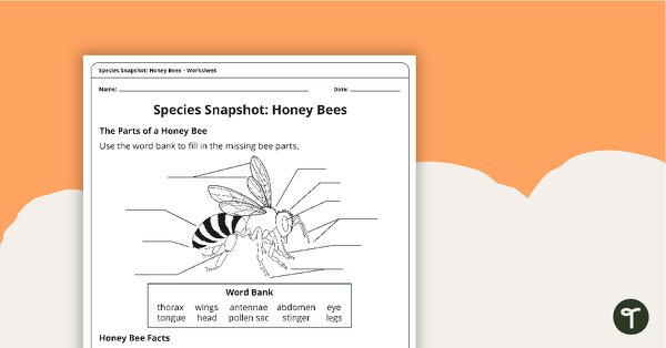 Species Snapshot Worksheet - Honey Bees teaching resource