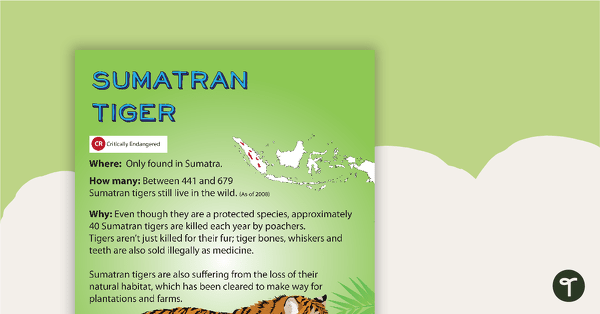 Sumatran Tiger Endangered Animal Poster | Teach Starter