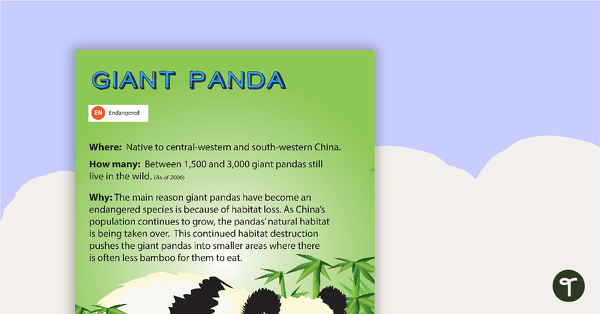 Giant Panda Endangered Animal Poster teaching resource