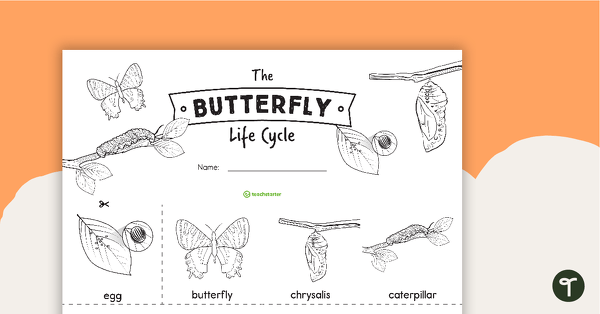 Image of The Butterfly Life Cycle Sentence Strips