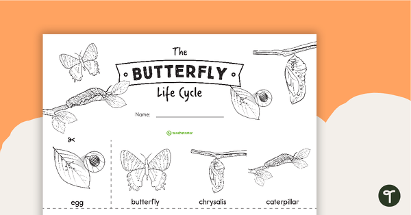 butterfly life cycle sequencing worksheet