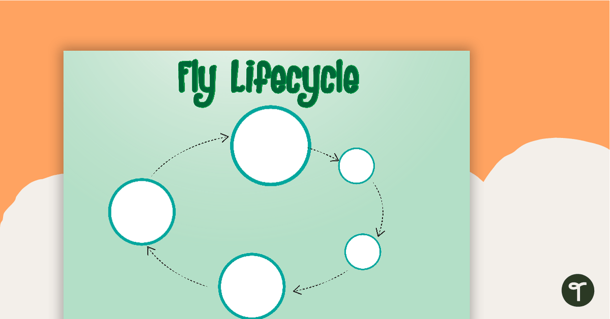 Fly Life Cycle Sort Activity teaching resource