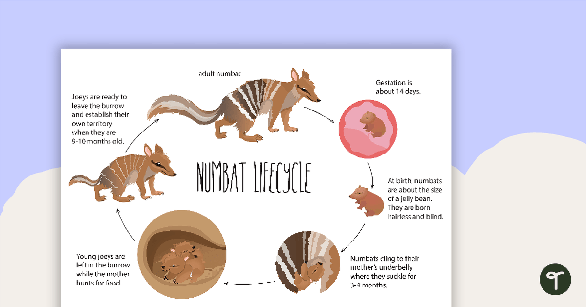 Life Cycle of a Numbat Poster teaching resource