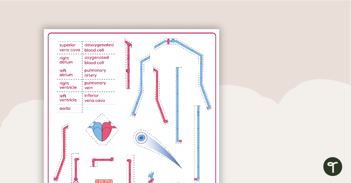 Preview image for The Circulatory and Cardiovascular System Match-Up Activity - teaching resource