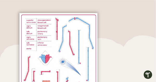 Go to The Circulatory and Cardiovascular System Match-Up Activity teaching resource