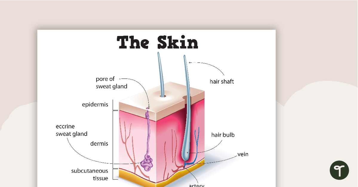 Skin Diagram Poster teaching resource