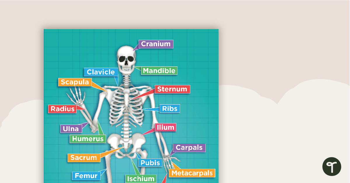 预览图像的人体骨骼系统的海报——教学资源