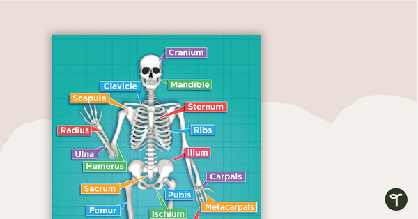 Go to The Human Skeletal System Poster teaching resource