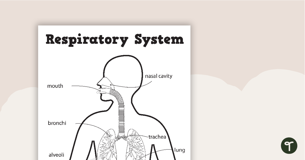 The Respiratory System - Worksheets teaching resource