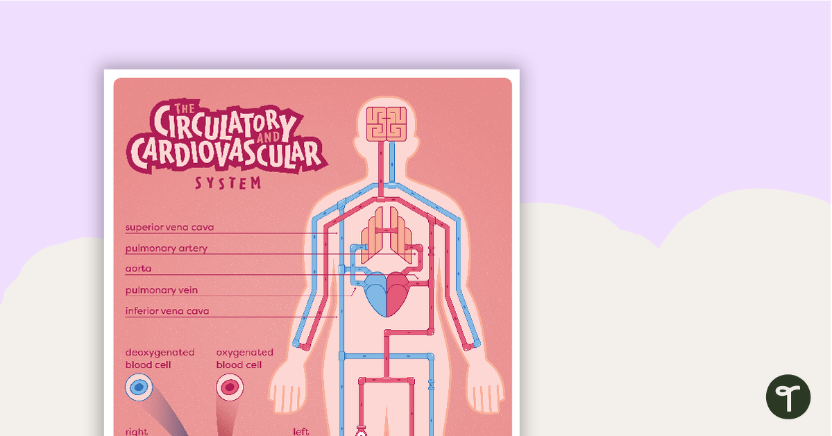 Circulatory and Cardiovascular System Poster teaching resource