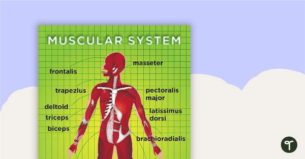 Muscular System Posters teaching resource