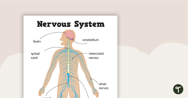 神经系统的缩略图的海报——教学资源