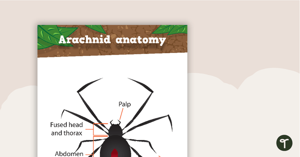 Go to Arachnid Anatomy - Poster and Worksheet teaching resource