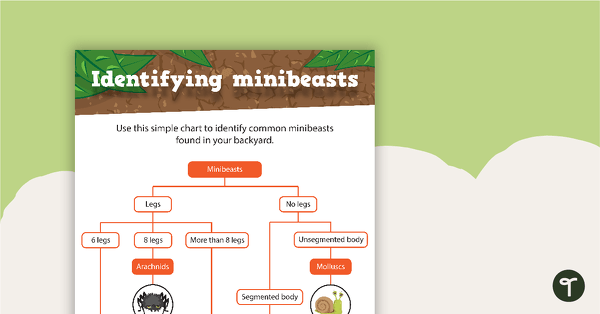 Identifying Minibeasts Poster teaching resource