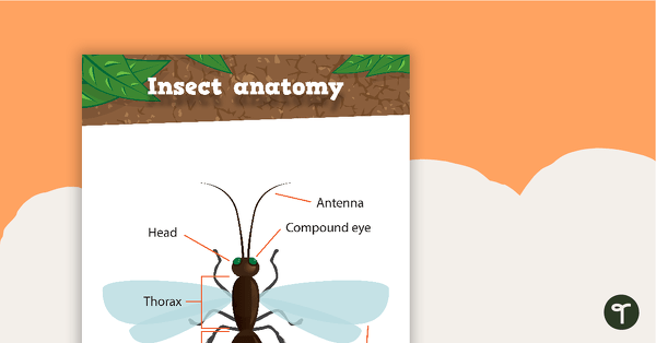 Insect Anatomy - Poster and Worksheet teaching resource