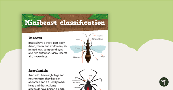 Minibeasts Classification Poster teaching resource