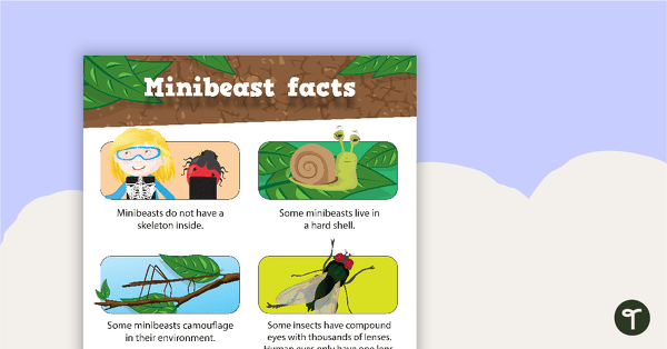 Minibeasts Facts Poster teaching resource