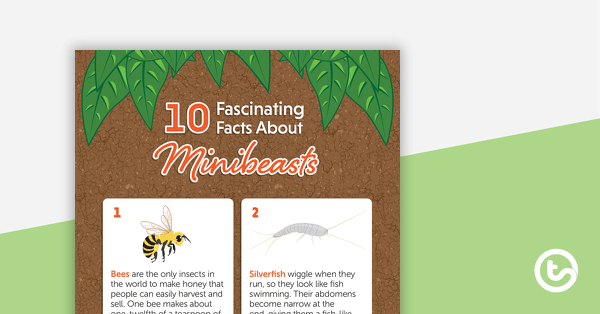 10 Fascinating Facts About Minibeasts – Worksheet teaching resource