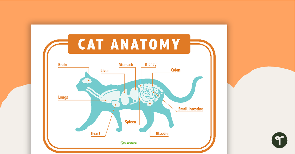 Cat Anatomy - Vet's Surgery Poster teaching resource
