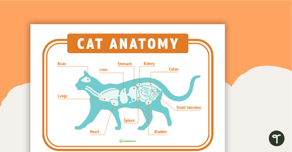 Go to Cat Anatomy - Vet's Surgery Poster teaching resource