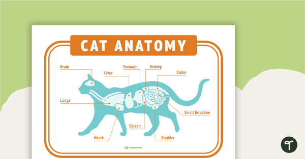 Cat Anatomy - Vet's Surgery Poster teaching resource