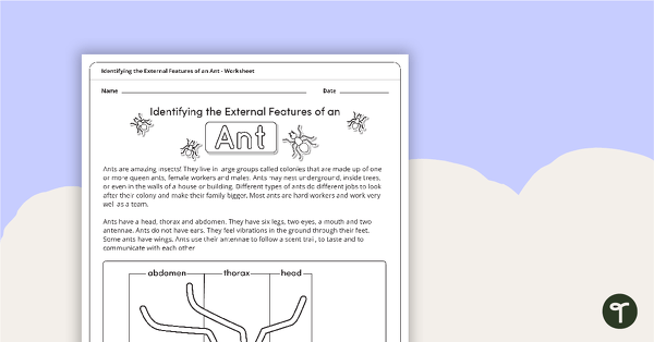Go to Identifying the External Features of an Ant teaching resource