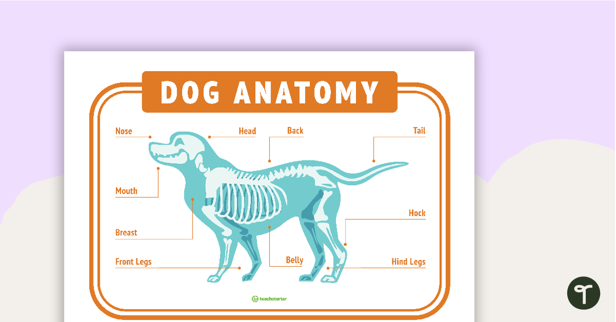 Dog Anatomy Poster - Vet's Surgery teaching resource