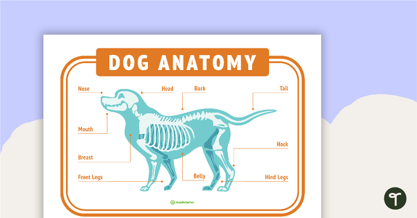 Dog Anatomy Poster - Vet's Surgery | Teach Starter