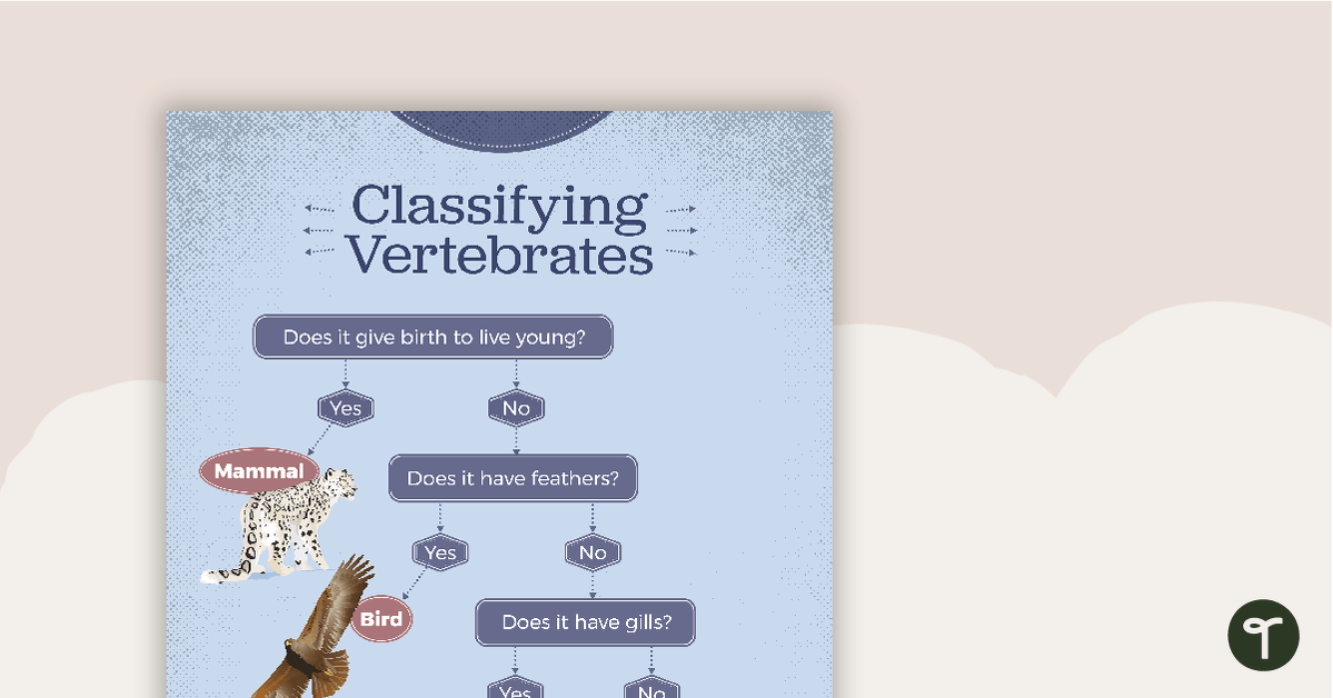 Classifying Vertebrates Flow Chart Poster teaching resource