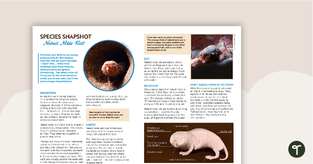 Species Snapshot Worksheet - Naked Mole Rat teaching resource