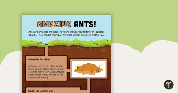 Go to Amazing Ants! – Worksheet teaching resource