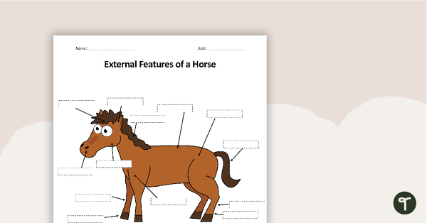 External Features of Farm Animals teaching resource