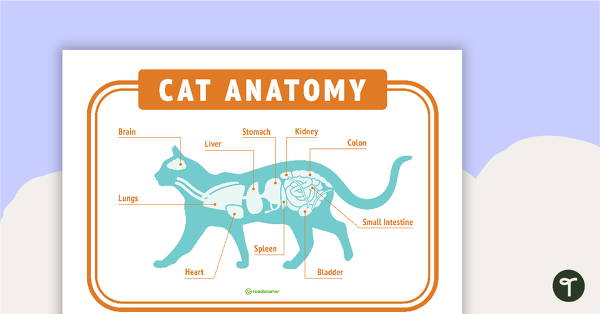 Vet's Surgery Role Play Printable Display teaching resource